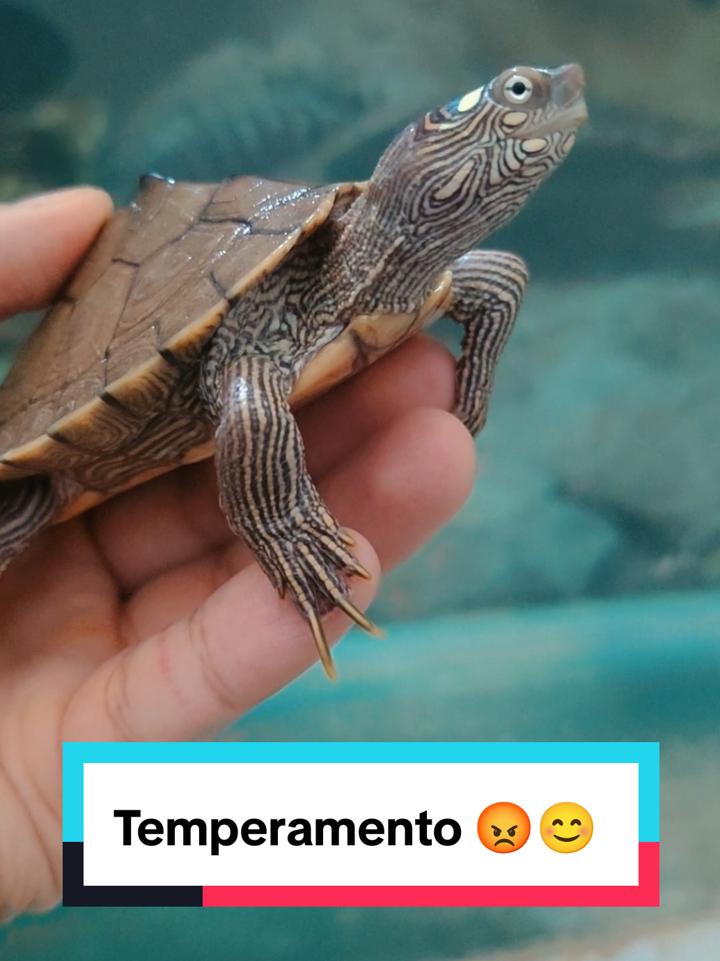 @Tortubalance