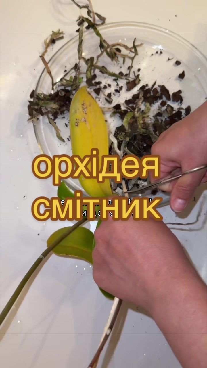 @🧚леся🧚