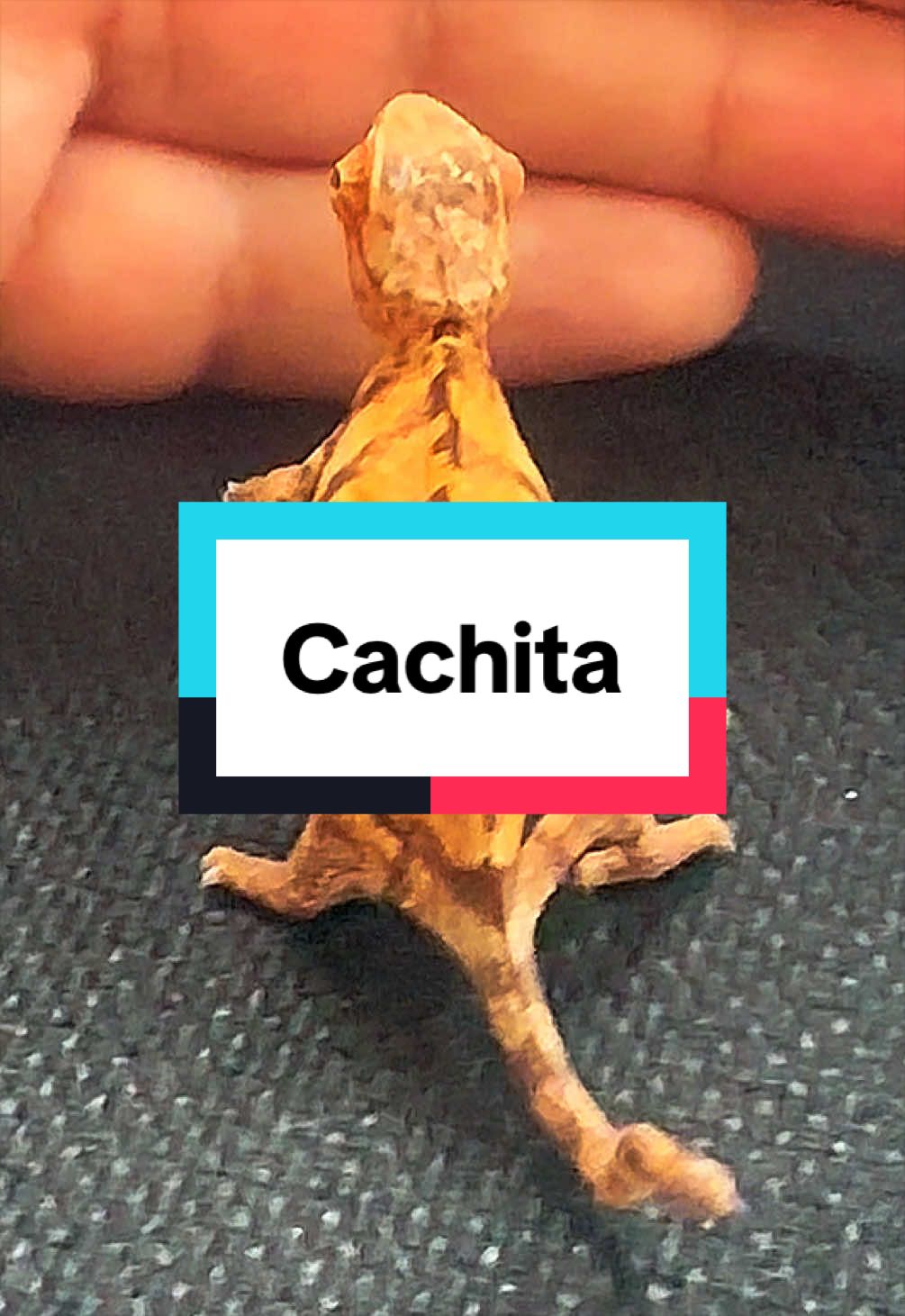 @ReptilMania