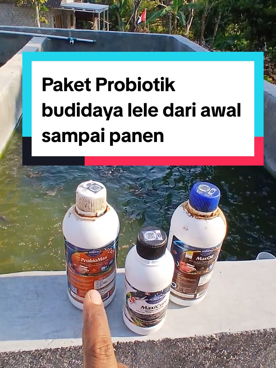@Kang_Ewi