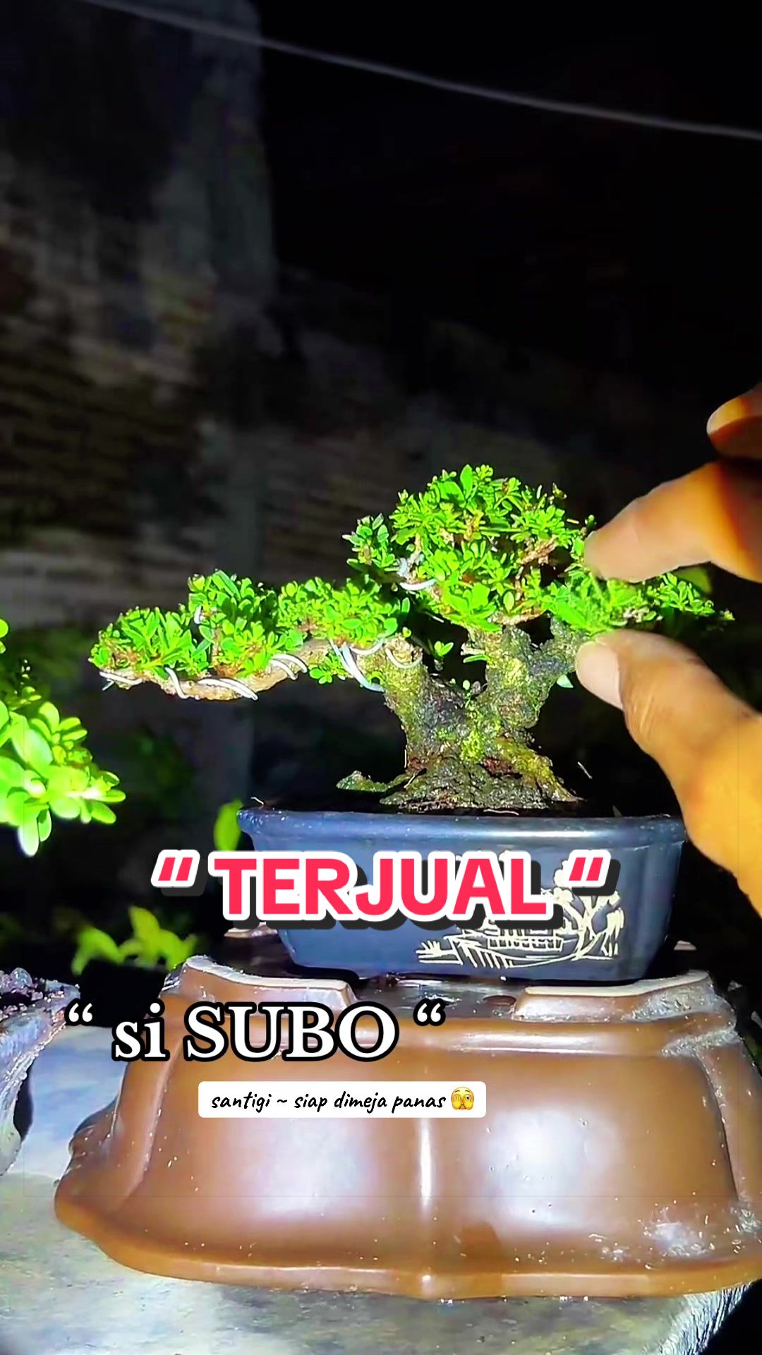@warbonsai_purwodadi