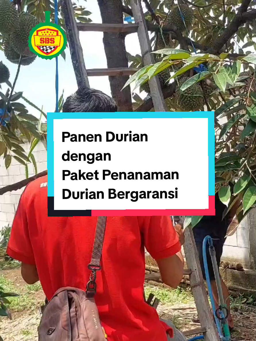 @Produksi Buah_SBS