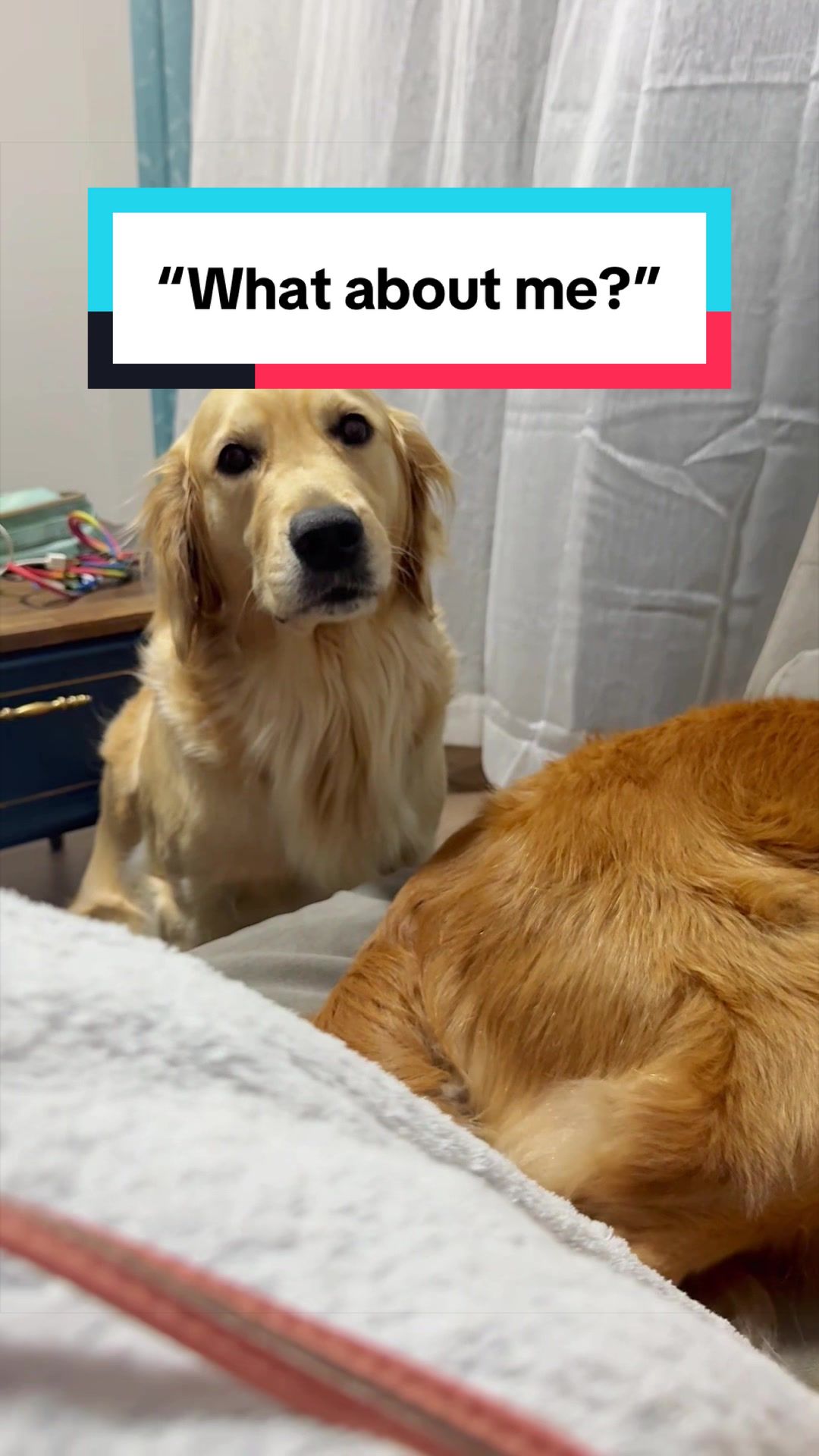 @3goldenretriever