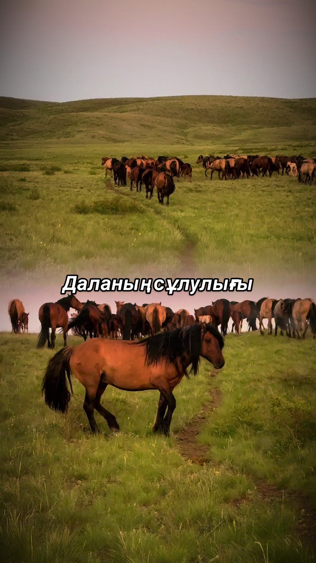 @KH KAZ_ULAN🐴