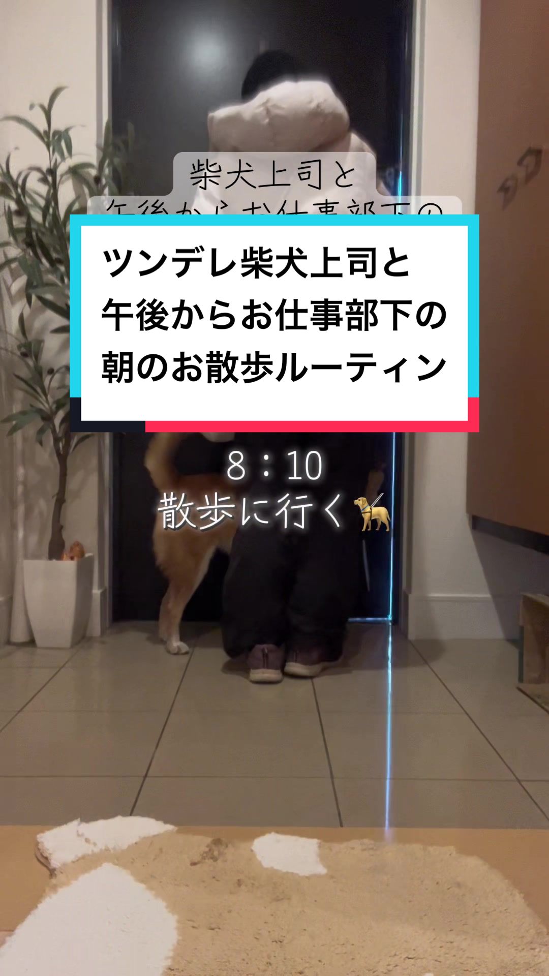 @柴犬はな🐾