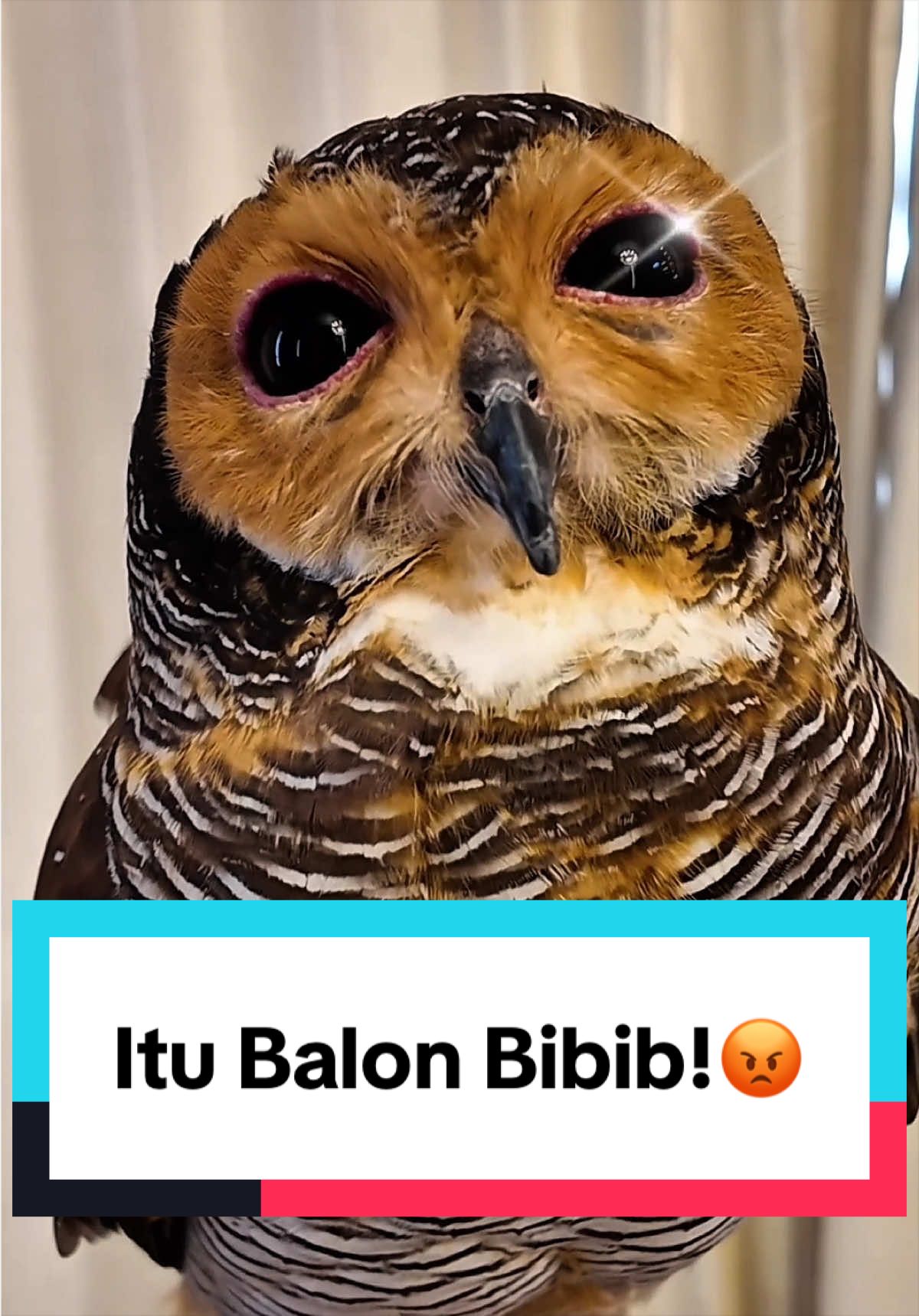 @Bibib Family