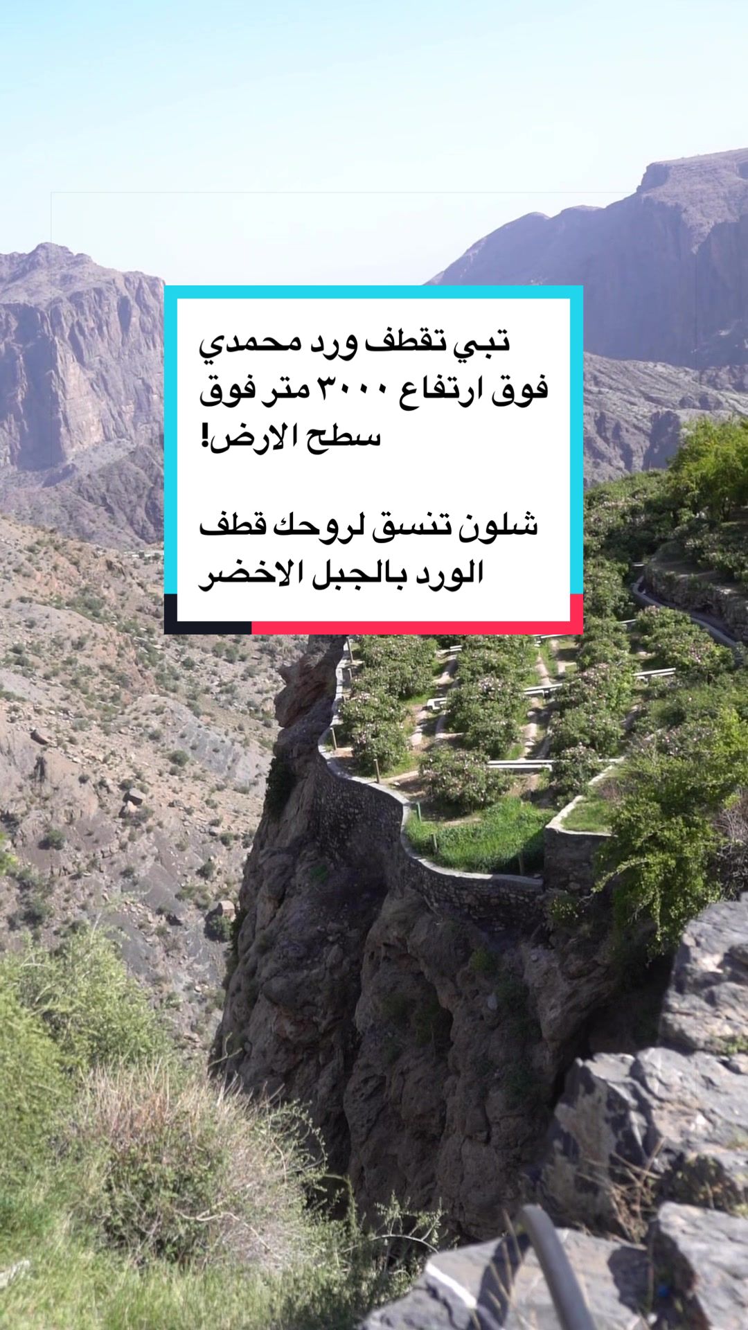 @Wafaa