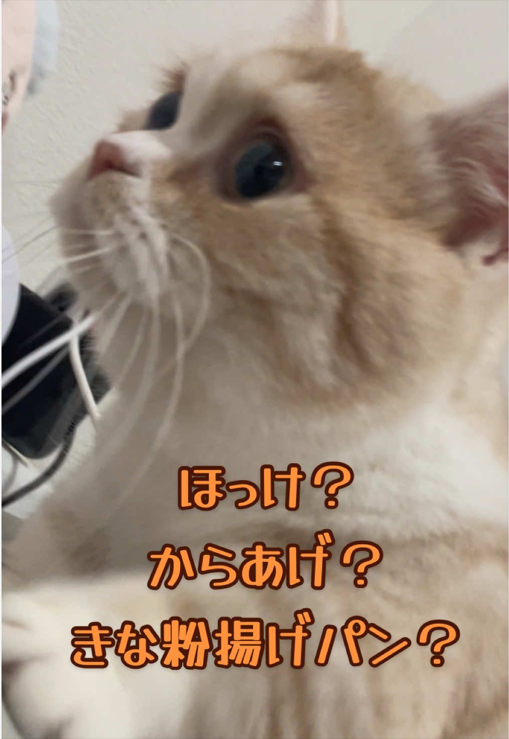 @ใปใฃใ๐๐