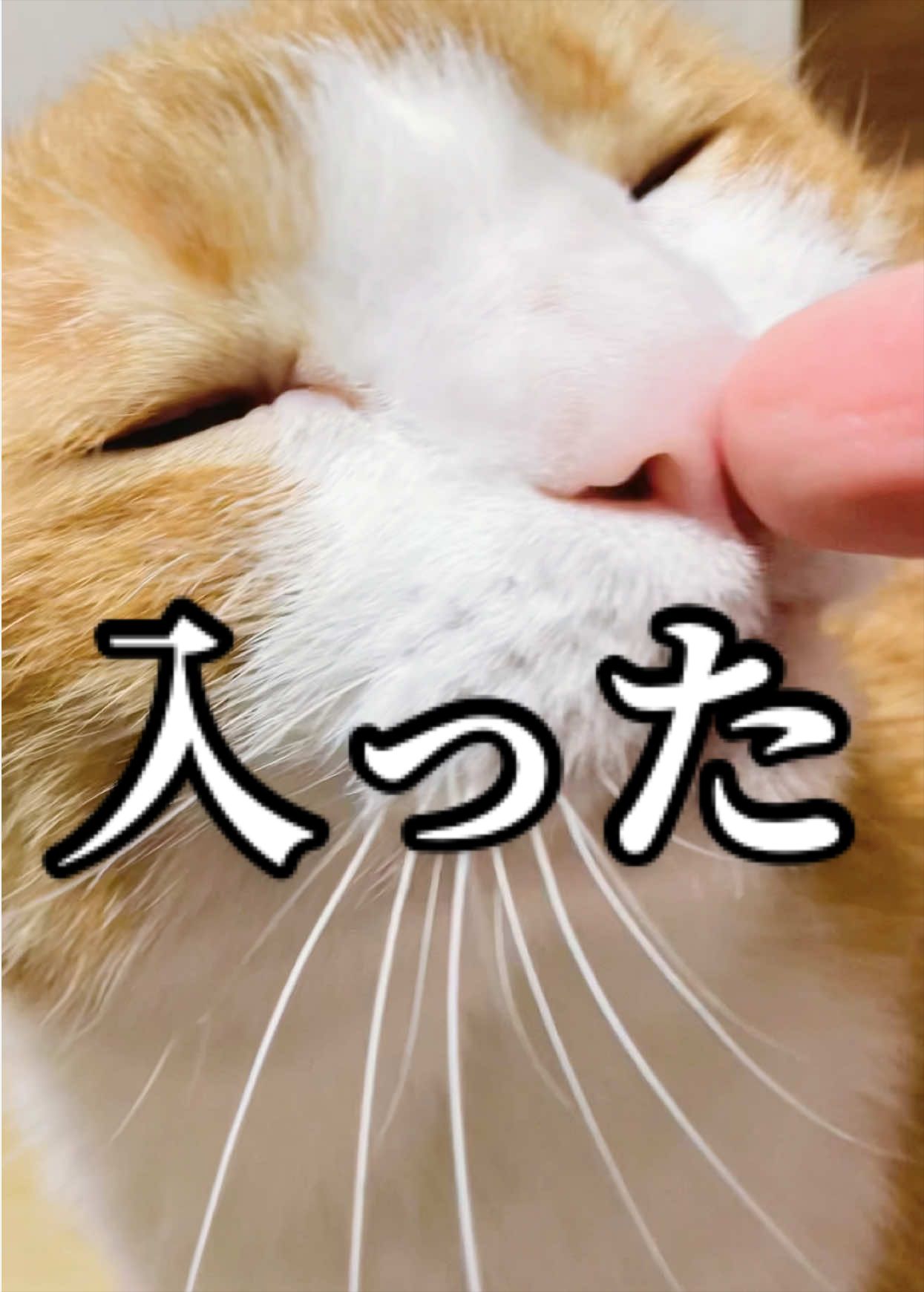 @みーこchannel
