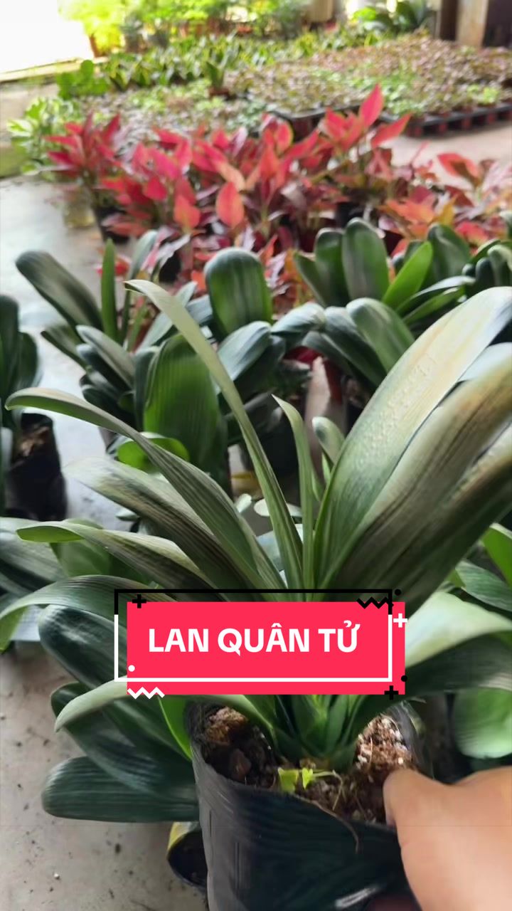 @Cây Xanh Phong Hồng