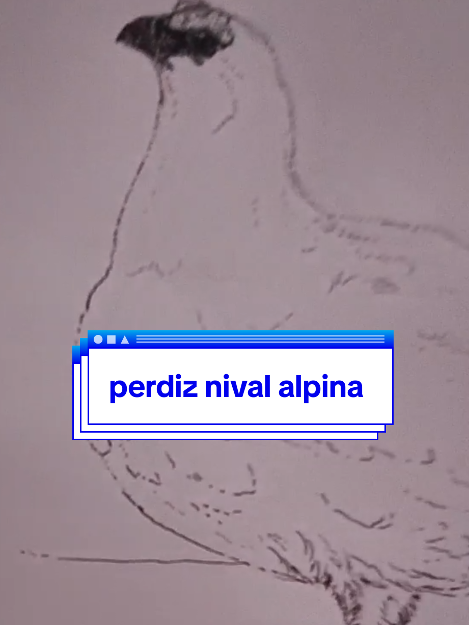 @Afonso Henrique