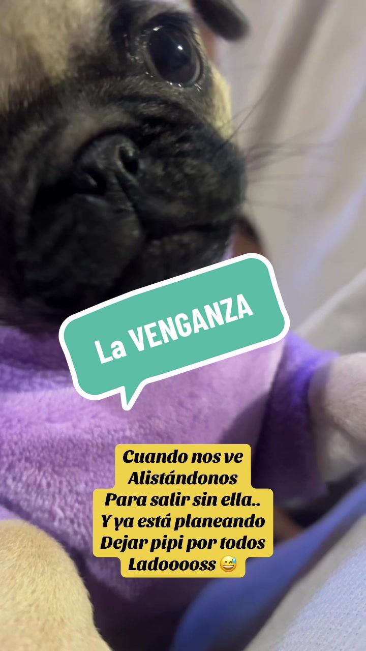 @Babypug
