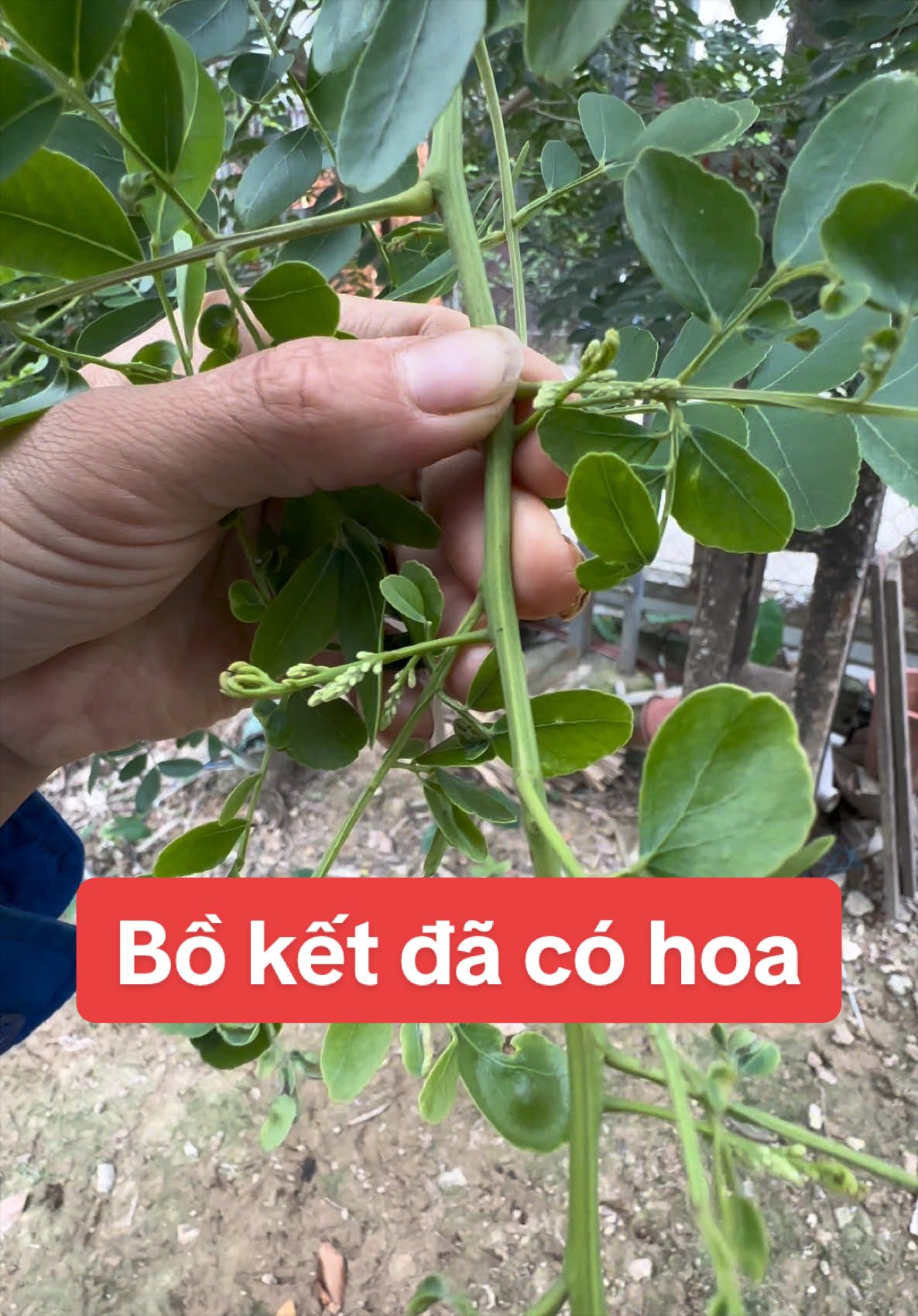 @Nh&agrave; Vườn Vũ Mai