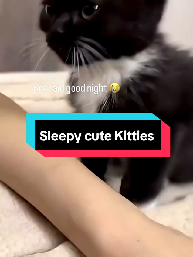 @MeowMagic