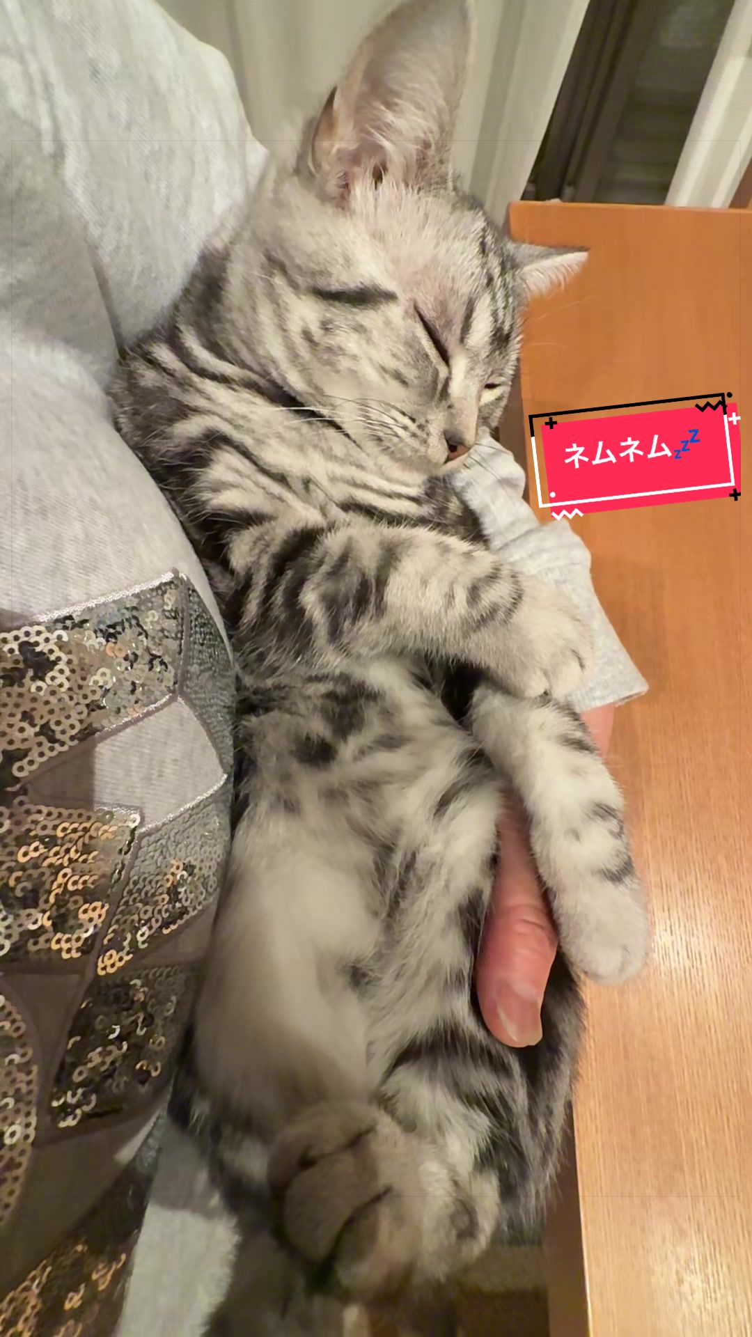 @パンダコンダ