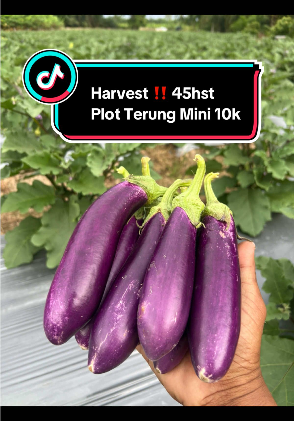 @Khairul Azwan | Petani Muda