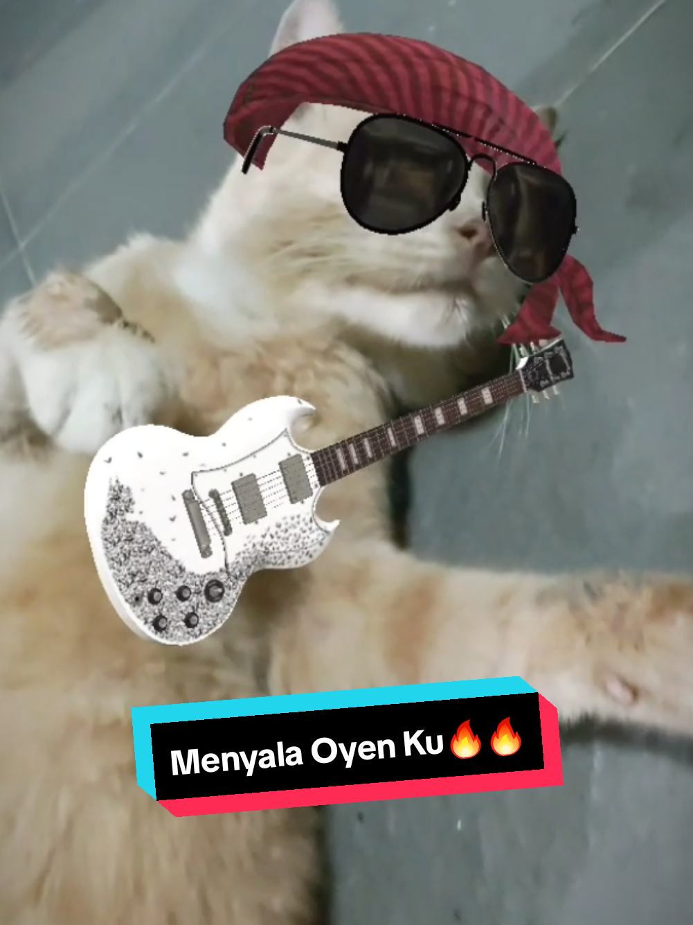 @meoweverydays