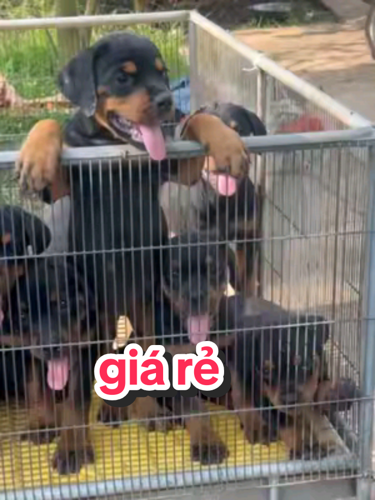 @Trại Ch&oacute; &Uacute;t S&aacute;u