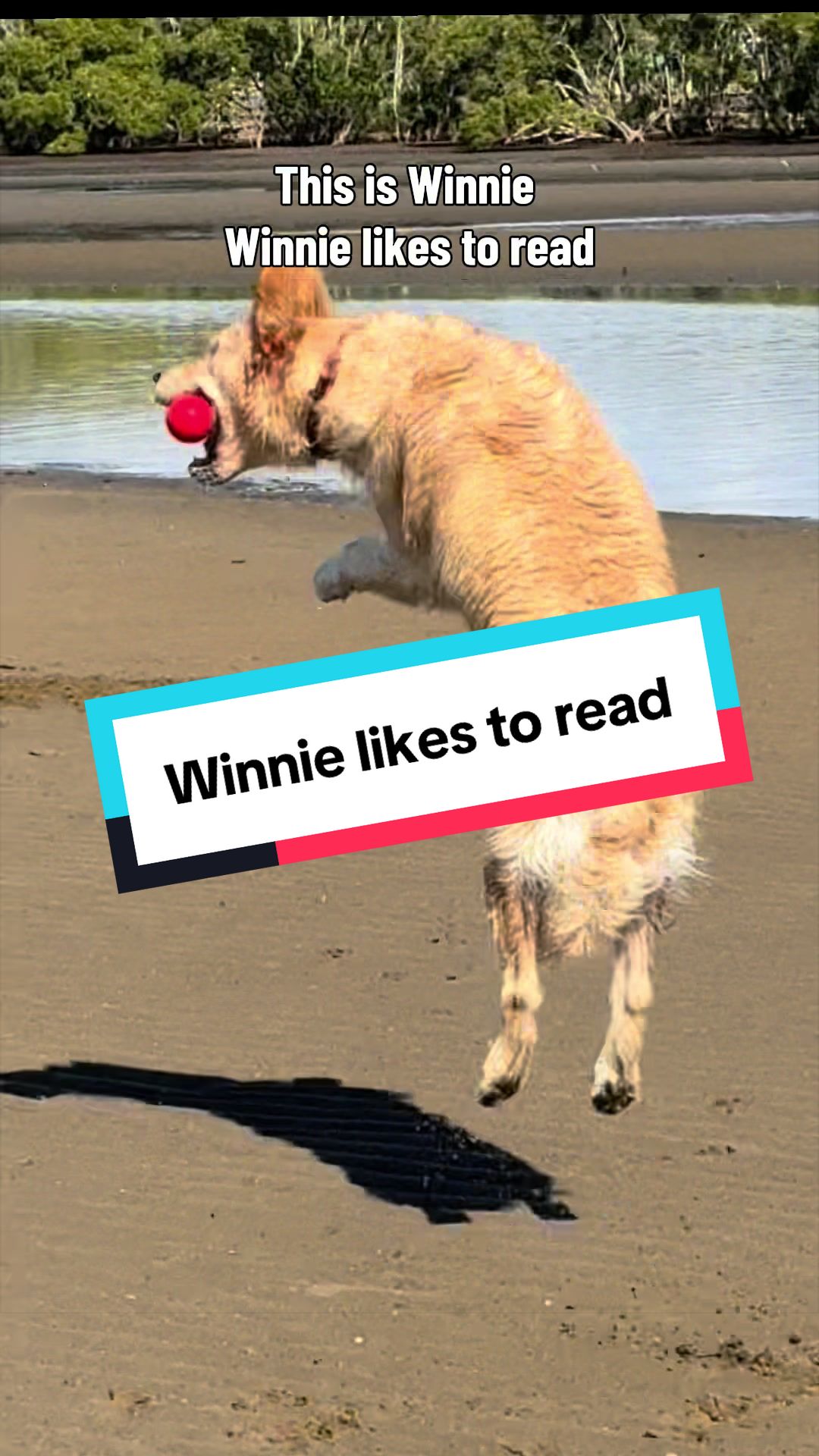 @3goldenretriever