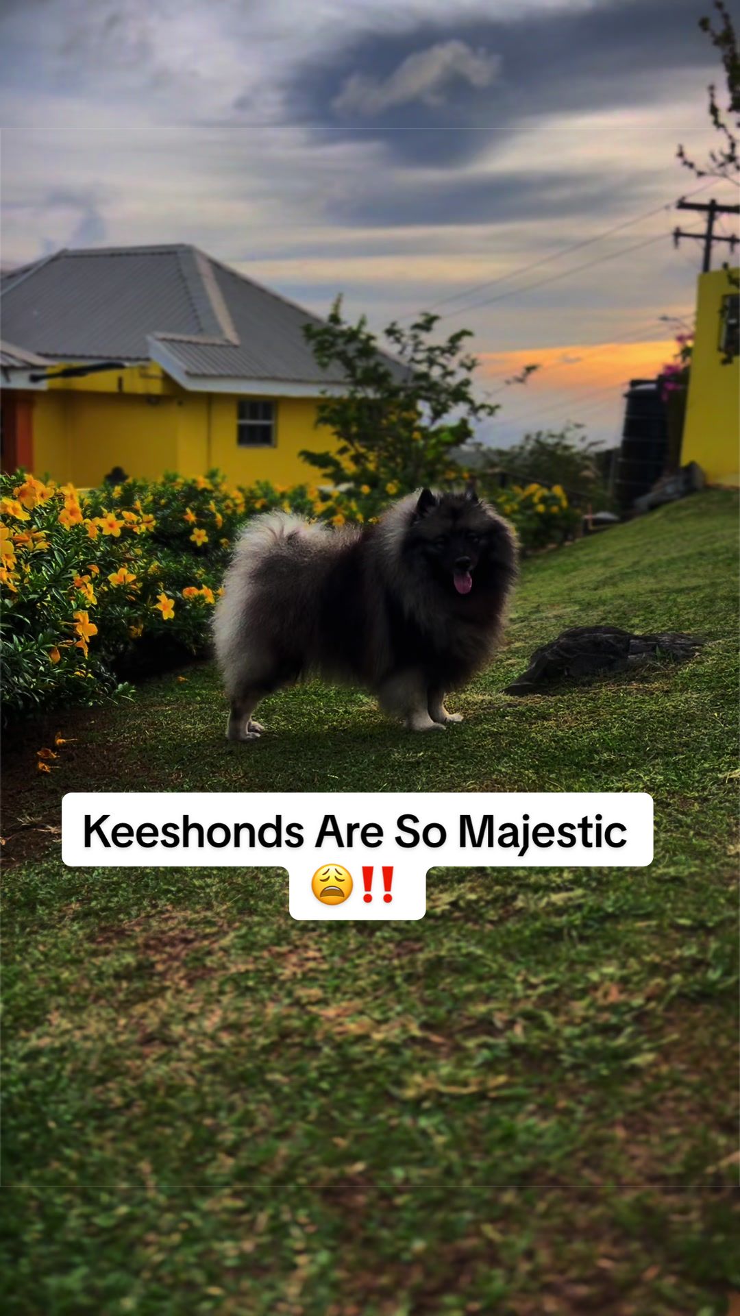 @SouthSide Kennelz