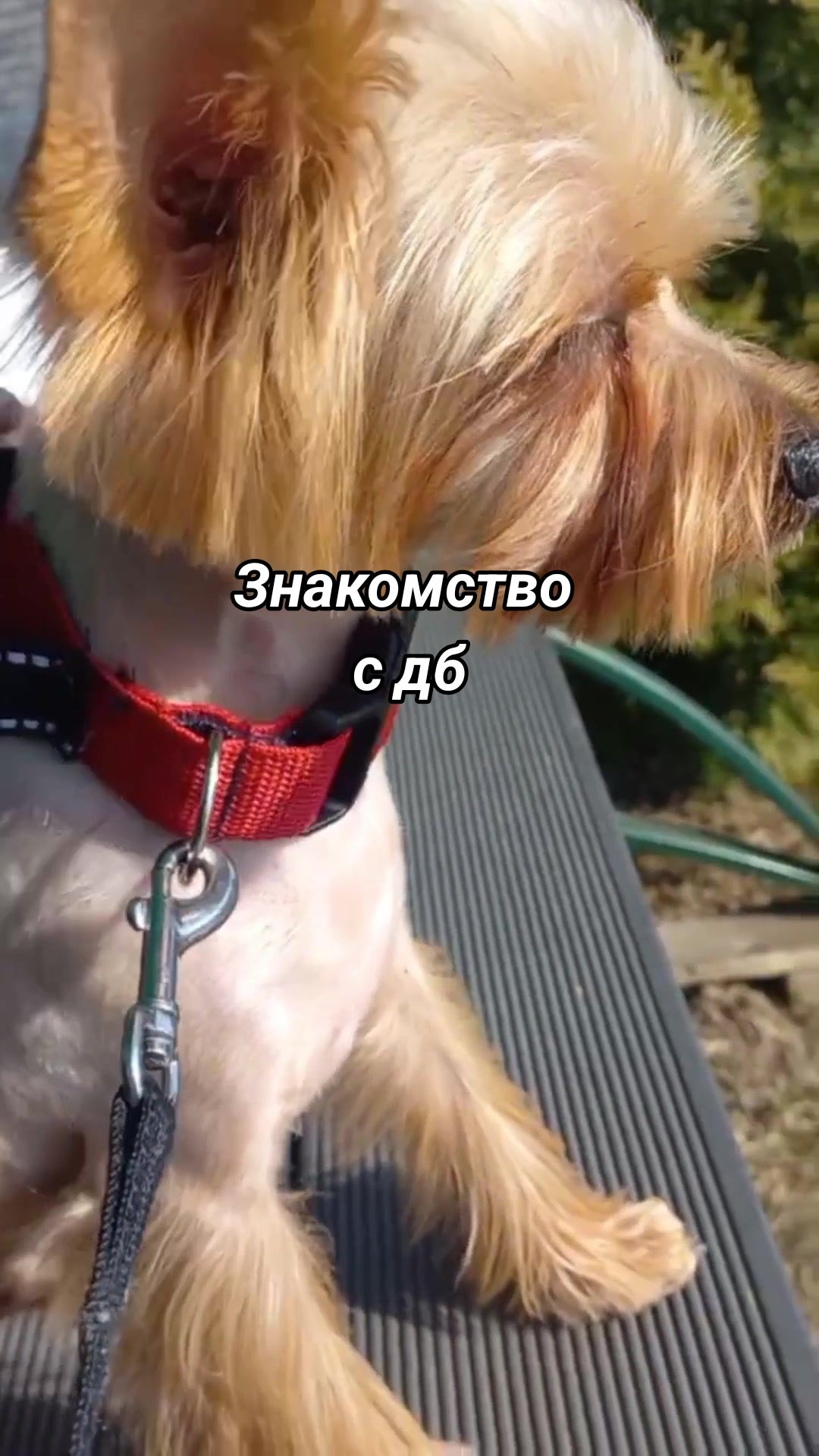 @🐉Дракоша Тоша🐕