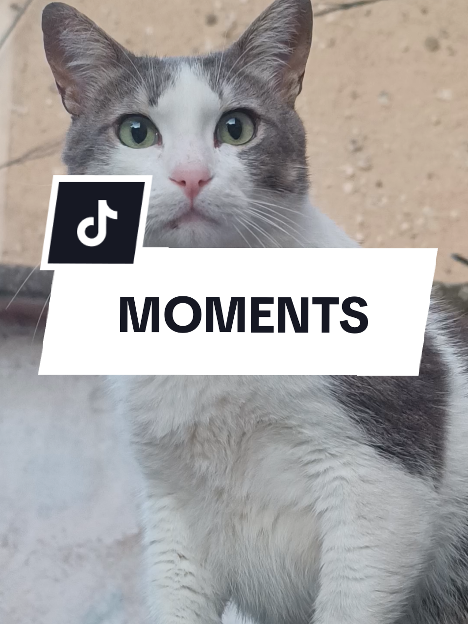 @єℓтση мєнмєтι ✔️