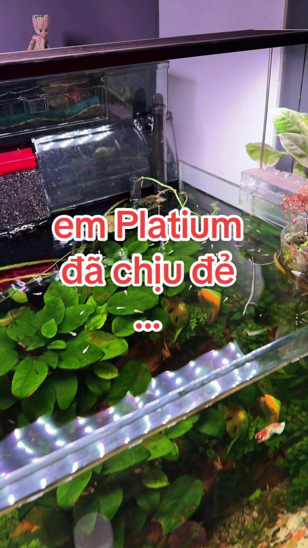 @Simple Tank