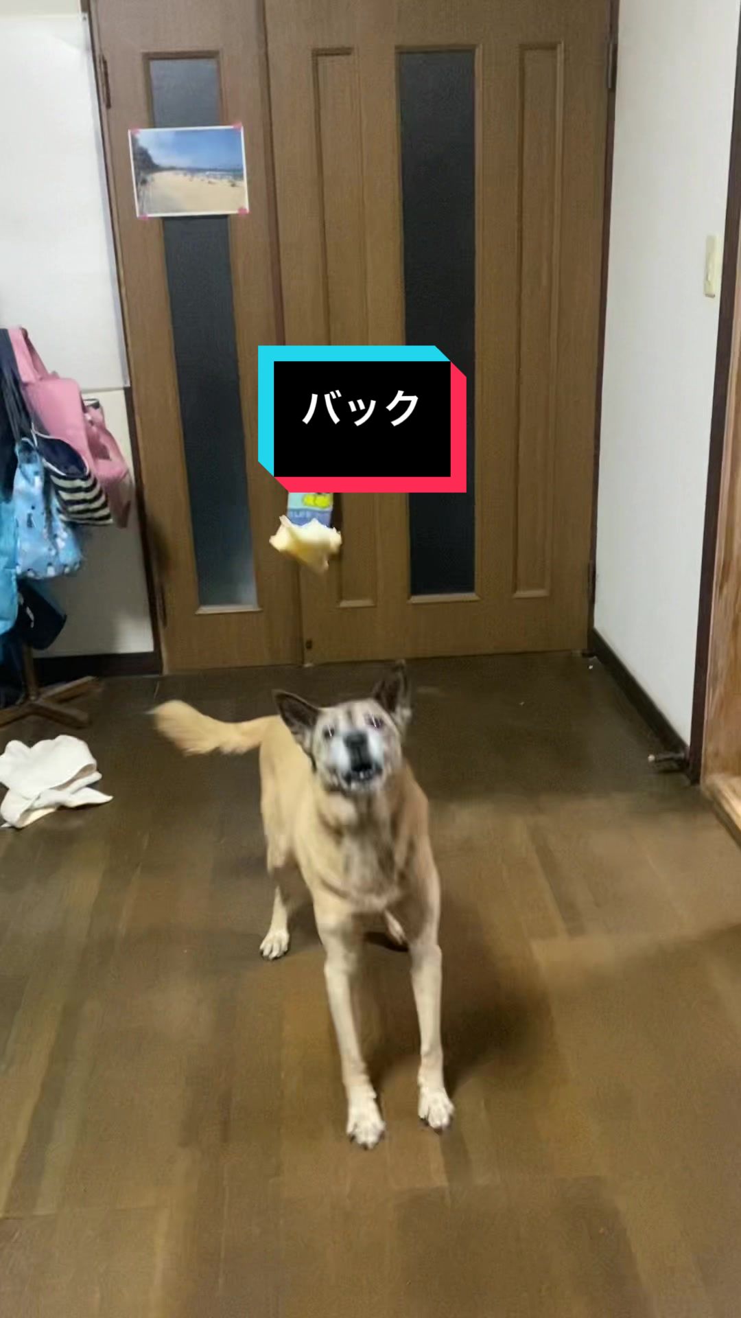 @島犬リリーのtikdog