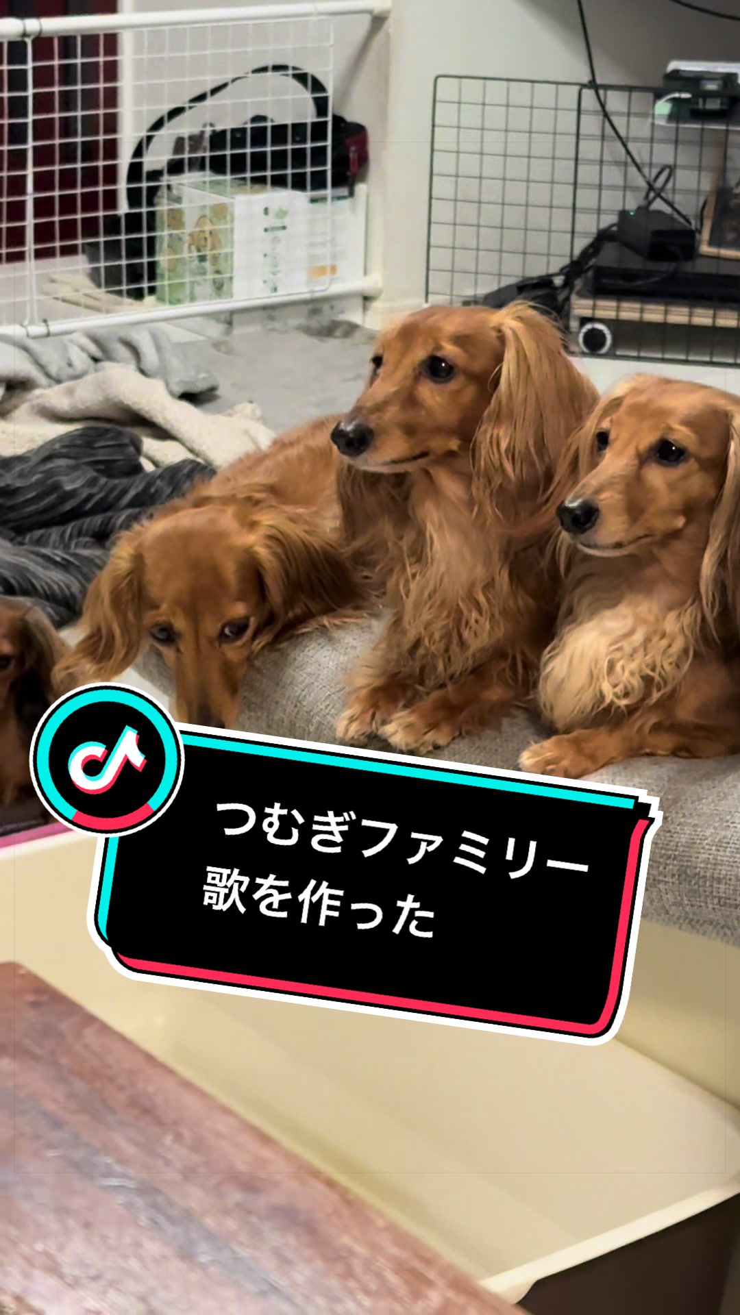 @ダックス愛好家(ワンワンパパ)