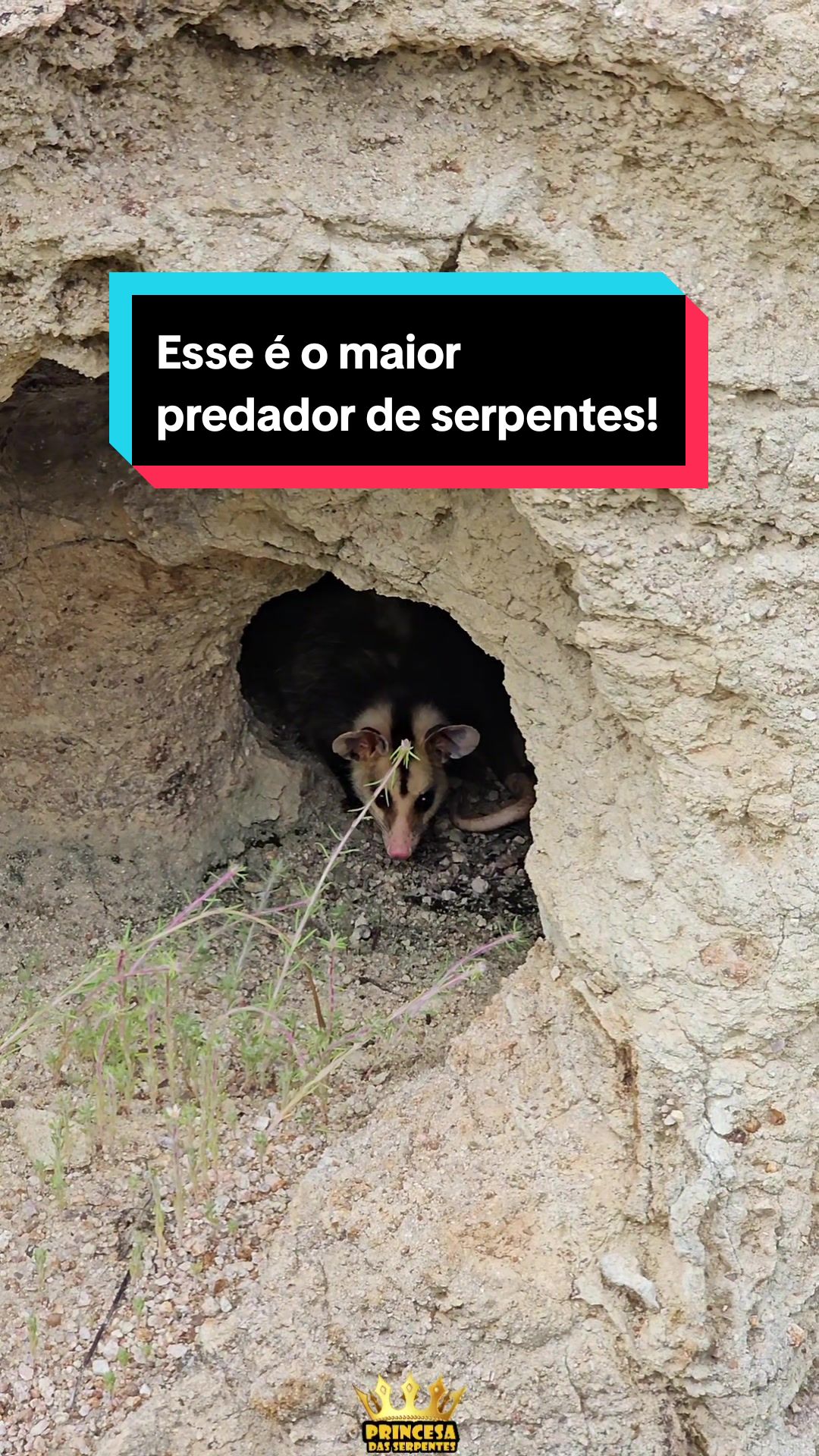 @Princesa das Serpentes
