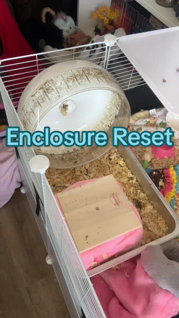 @⋆𐙚࿔𝓦𝓲𝓵𝓵𝓸𝔀 𝄞 𝓒𝓸𝜗𝜚˚⋆