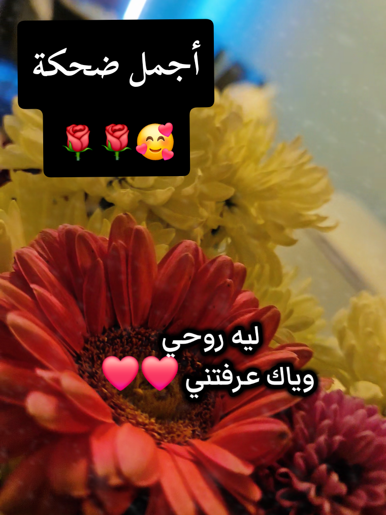 @🍃🌸Tahani Khafas🌸🍃