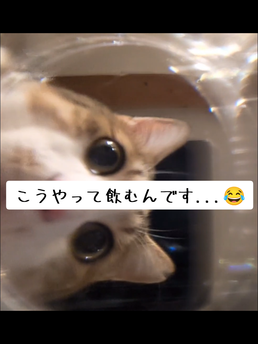 @にゃんご🐱