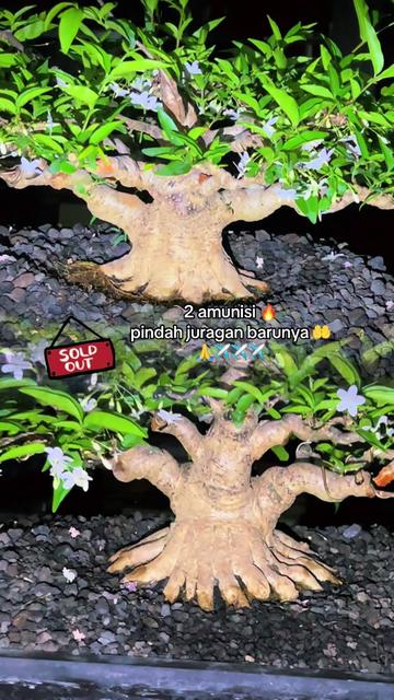 @warbonsai_purwodadi