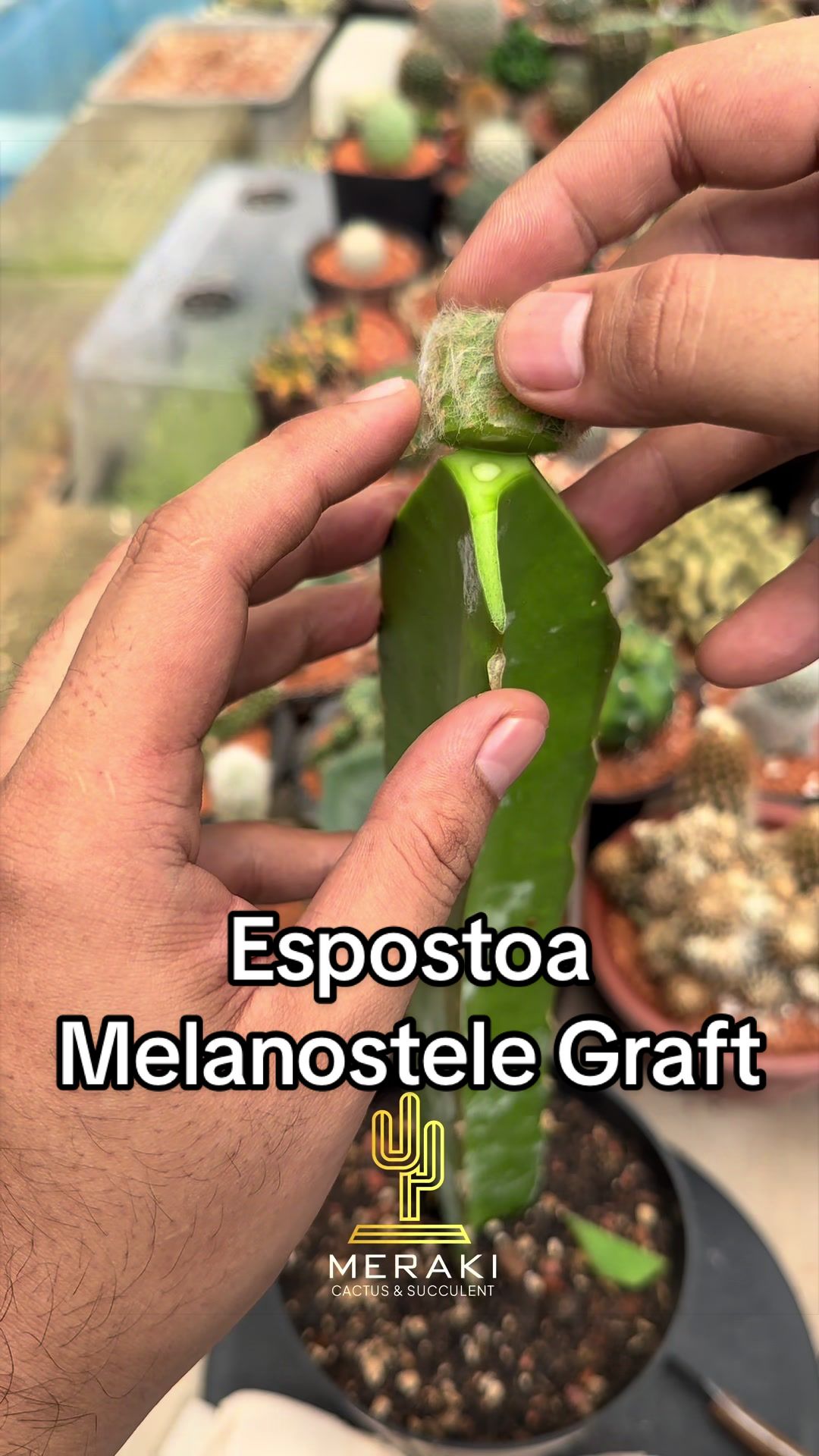 @Meraki Cactus