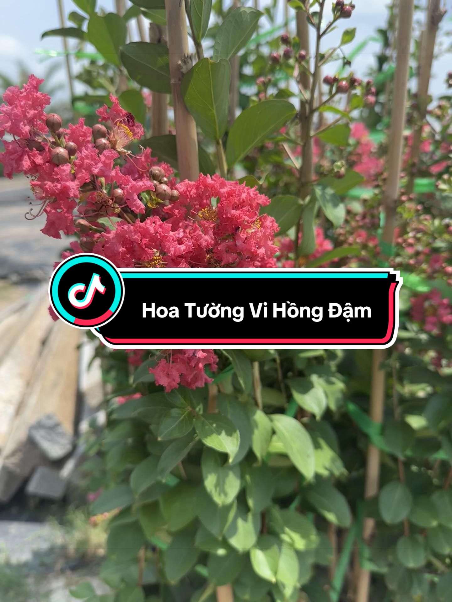 @Tiệm L&aacute; Nhỏ