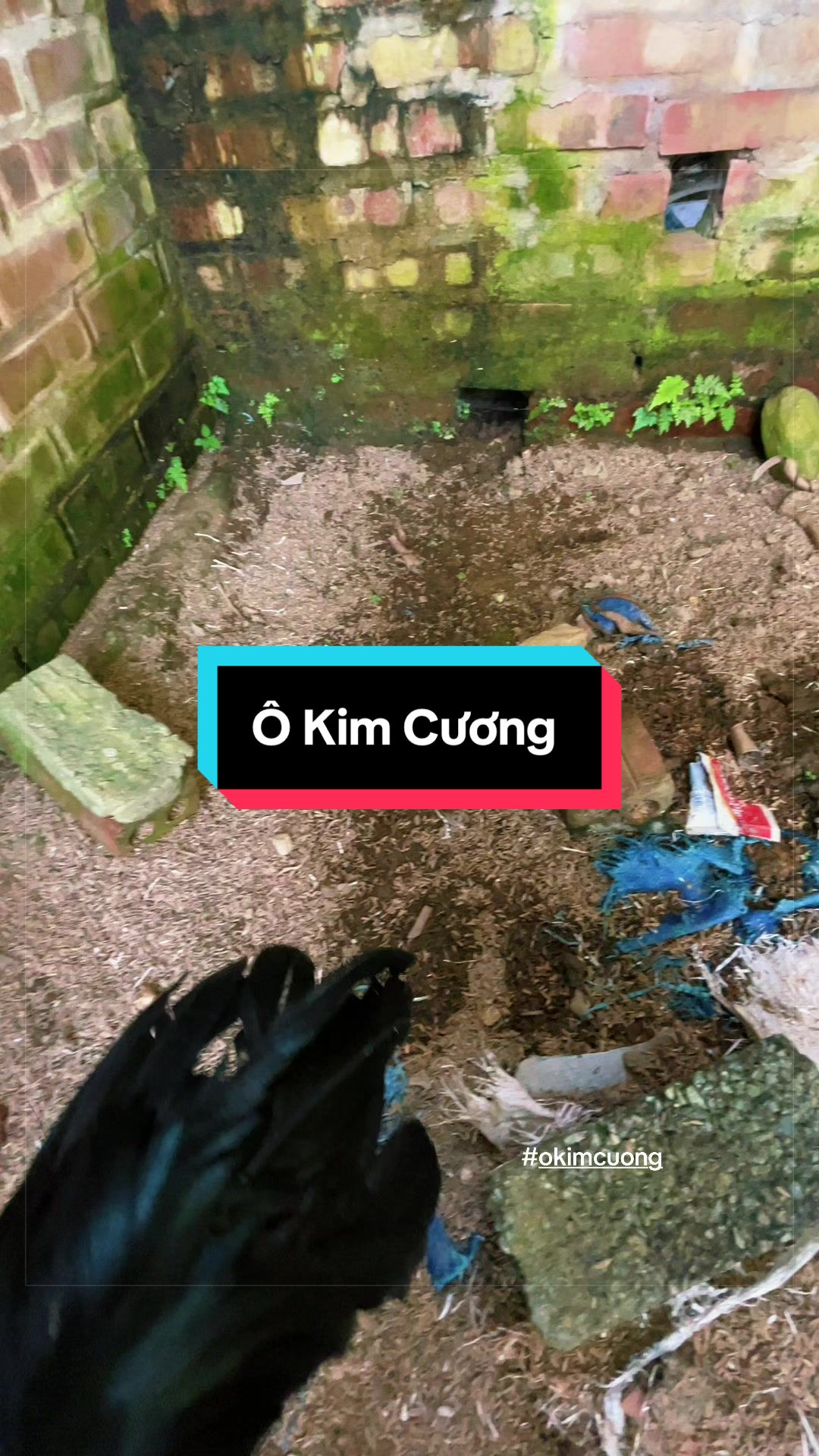@Sinh gà Cỏ