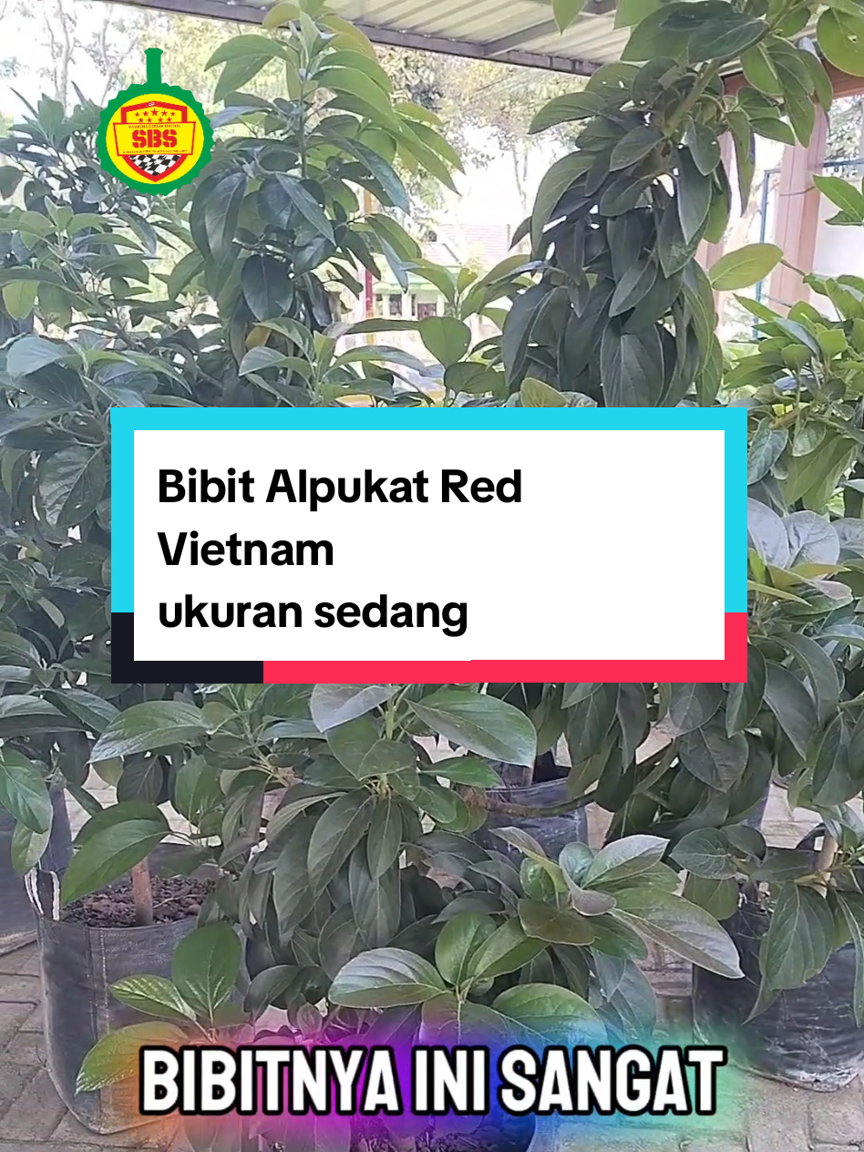 @Produksi Buah_SBS