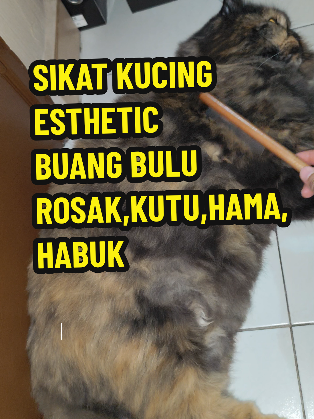 @Omma Kucing 🇲🇾🍉