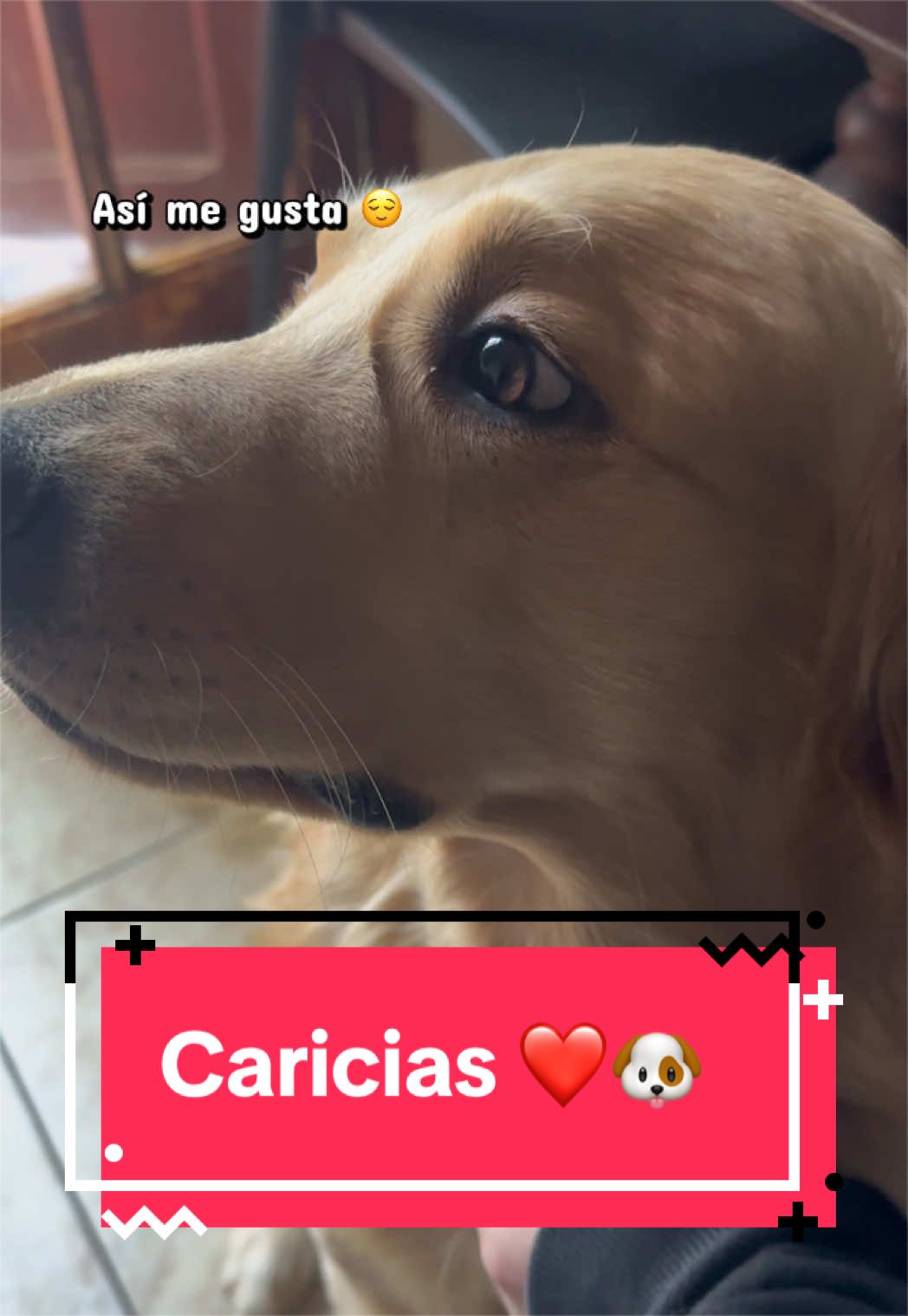 @🐶CharoyCoco🐼