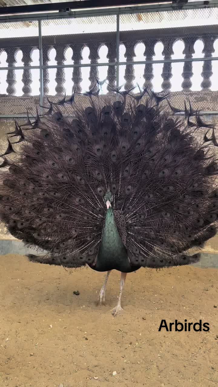 @AR Birds