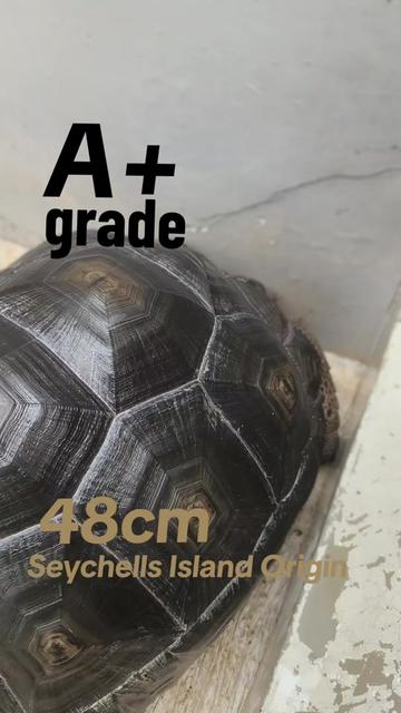 @ReptileTeamSby