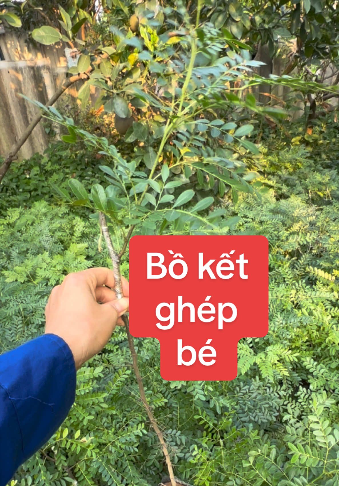 @Nhà Vườn Vũ Mai