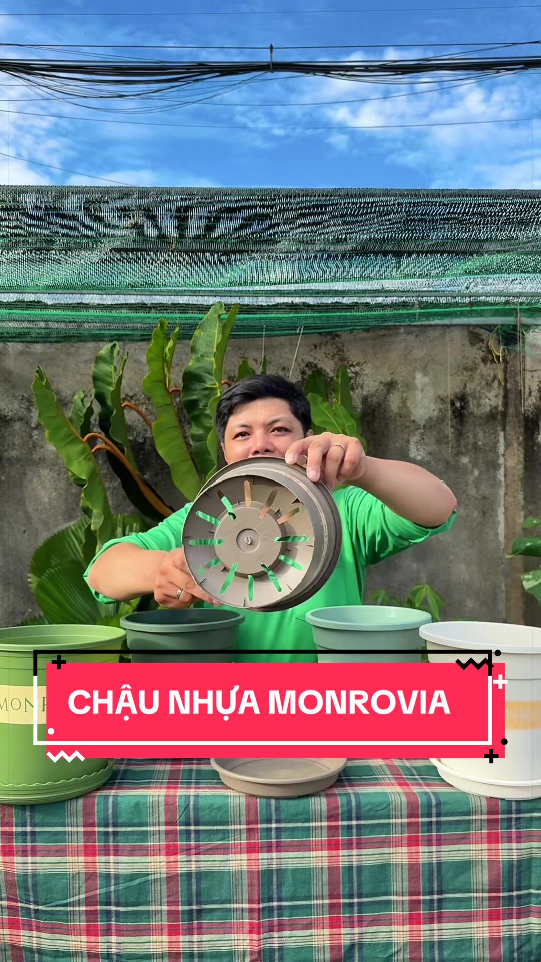 @C&acirc;y Xanh Phong Hồng