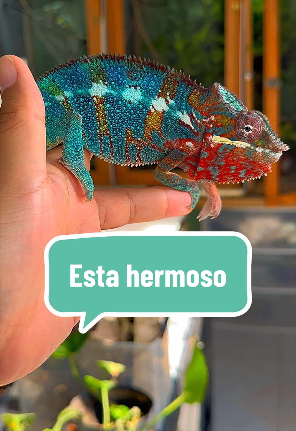 @ReptilMania