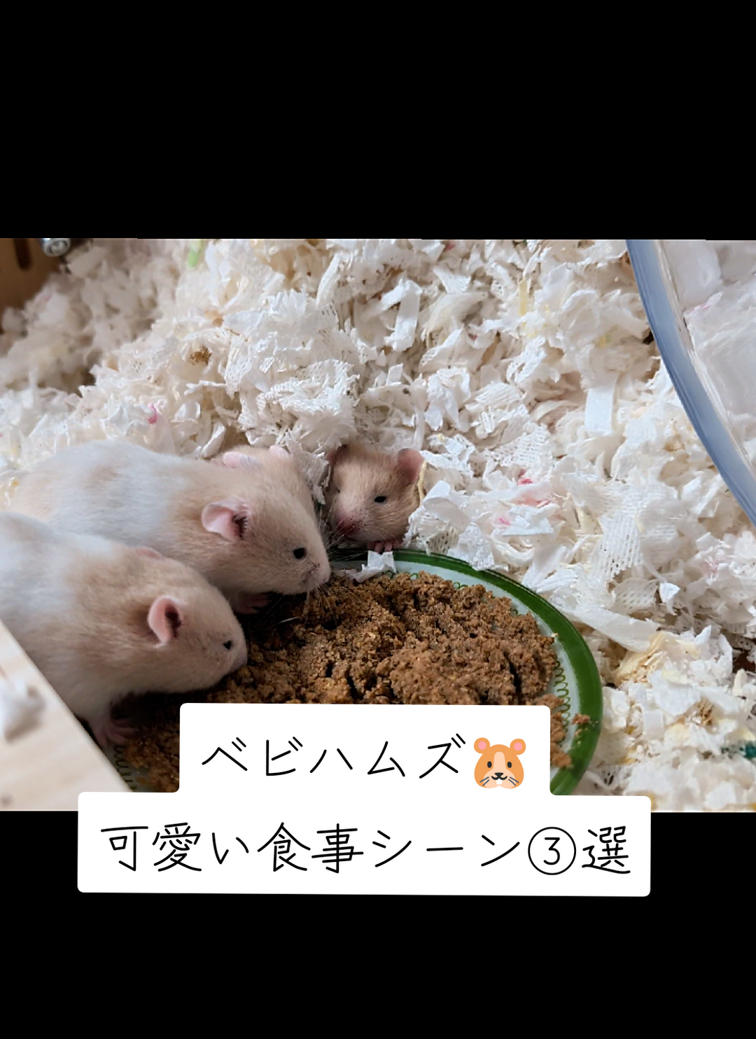 @鼻声🐹主婦