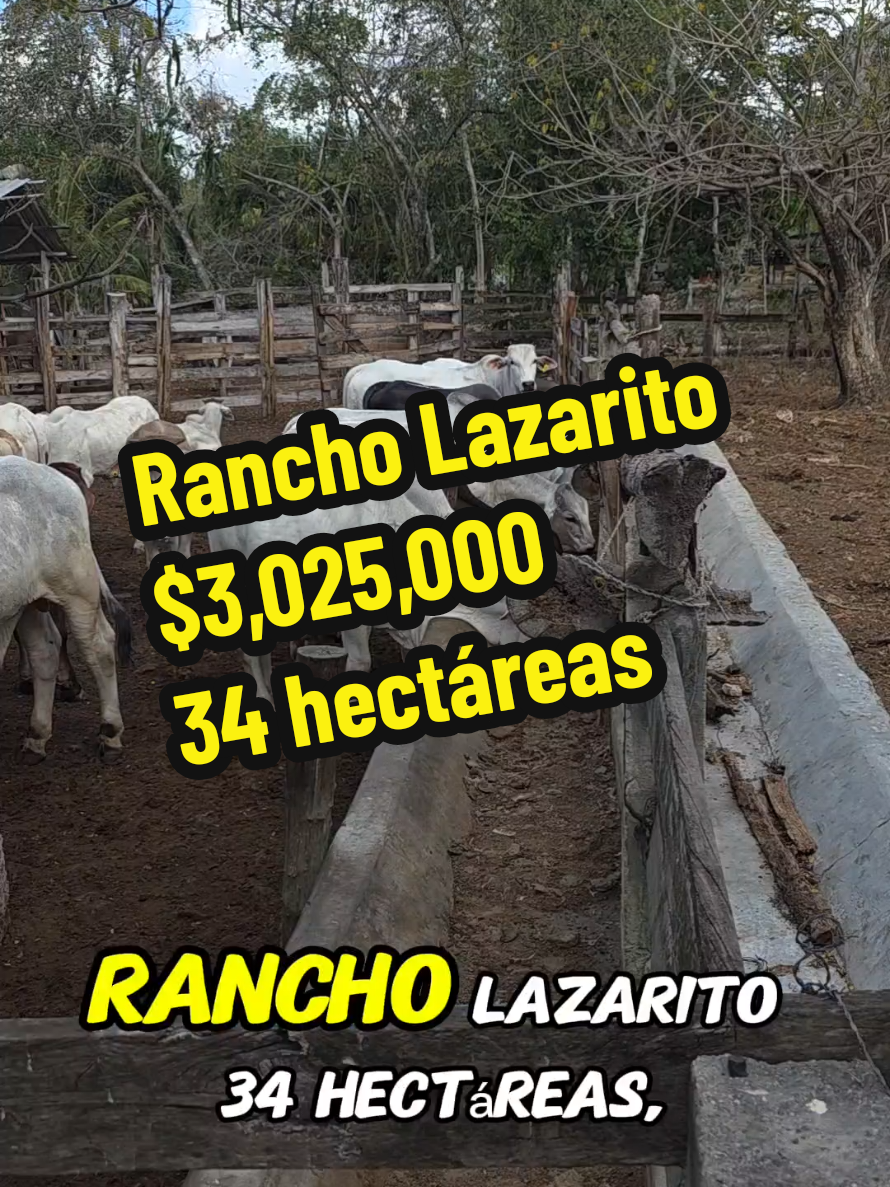 @Jose Chein - Bienes Raices