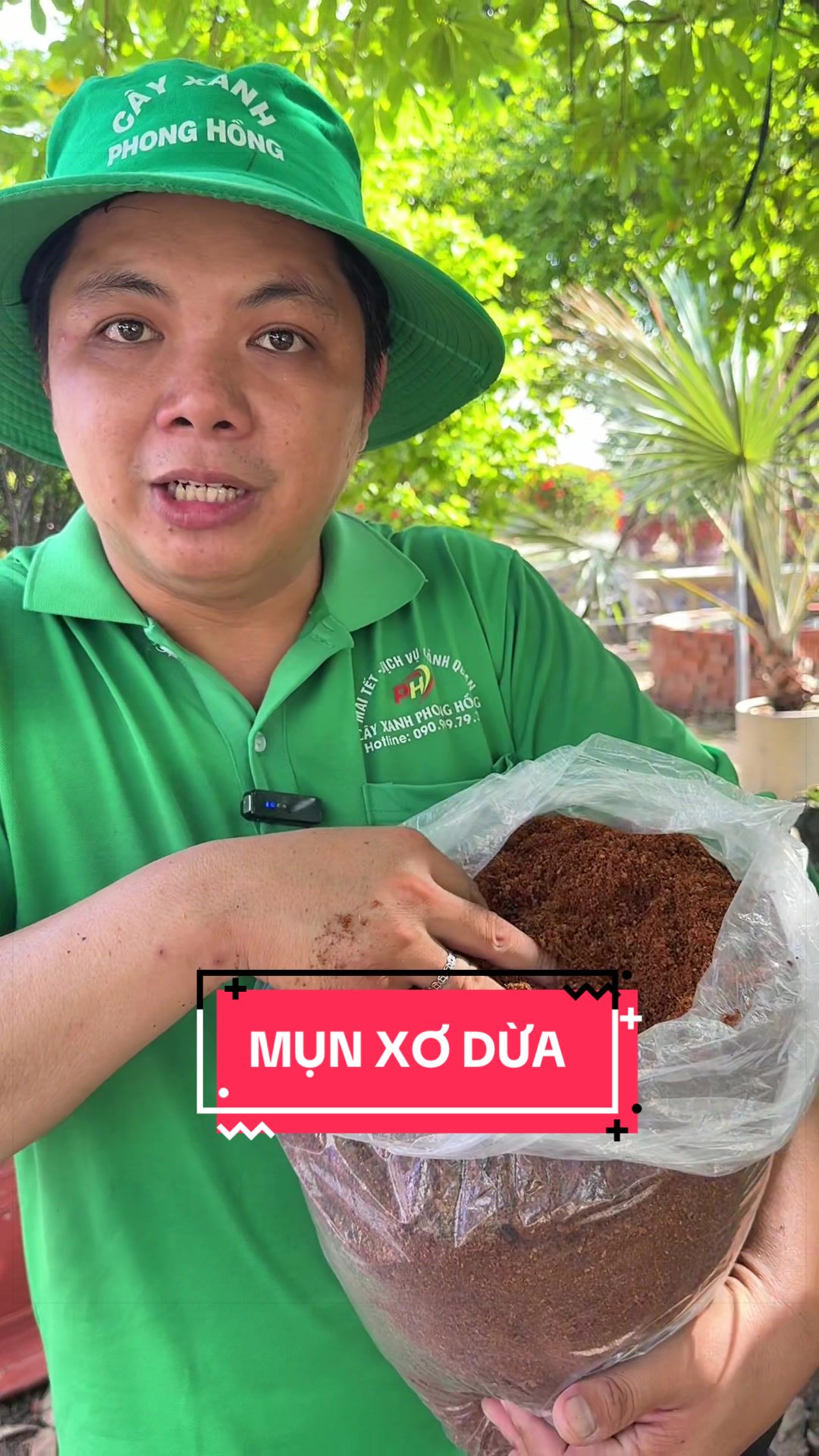 @C&acirc;y Xanh Phong Hồng