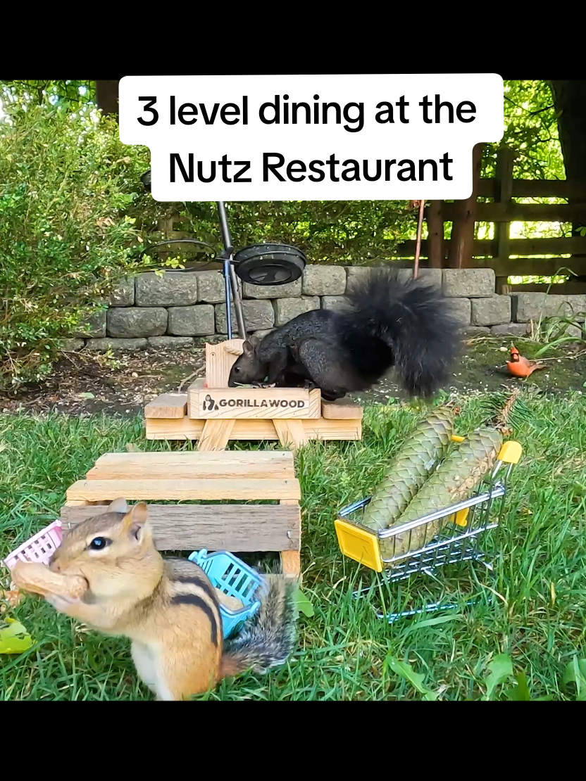 @youngmasterchu squirrel