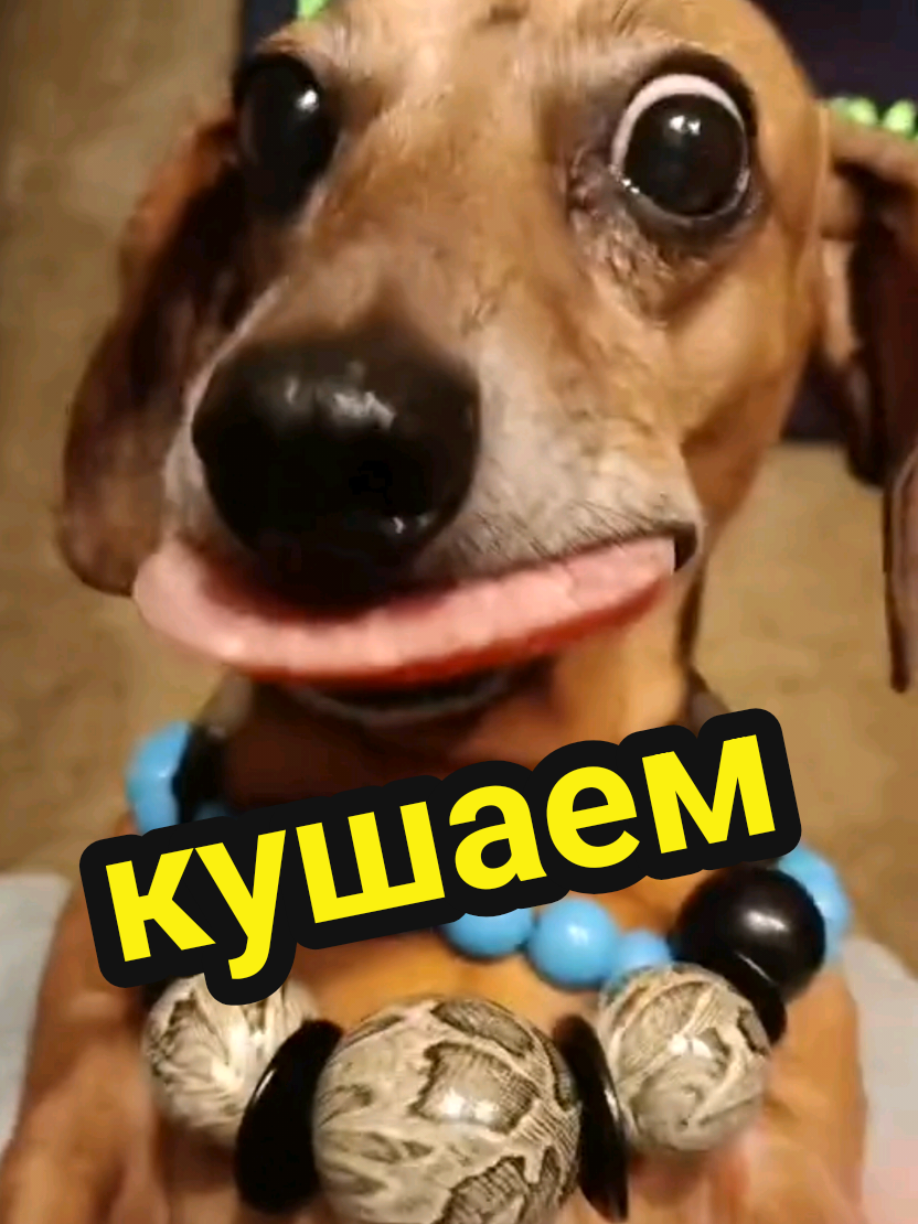 @ШПУЛЬКА. Весёлая такса!